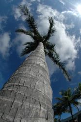 Palm tree at Sunset House resort, Grand Cayman. by David Heidemann 
